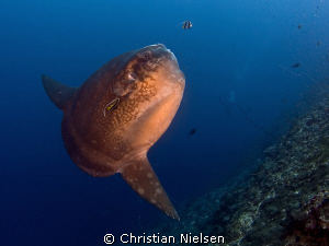 Mola mola in Crystal Bay, Nusa Penida today. Great experi... by Christian Nielsen 